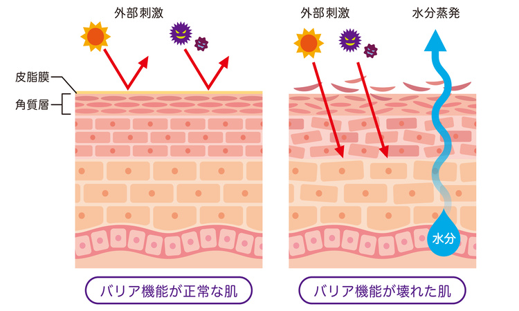 肌バリア機能とは？