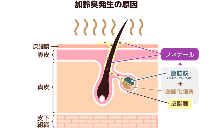 原因はノネナール！？