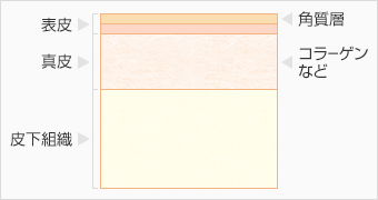 肌の仕組み